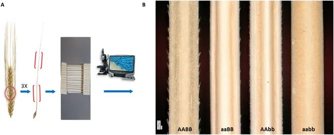 AwnImageAnalysisandPhenotypingUsingBarbNet使用BarbNet進行芒的圖像分析和表型分析