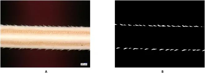 AwnImageAnalysisandPhenotypingUsingBarbNet使用BarbNet進行芒的圖像分析和表型分析