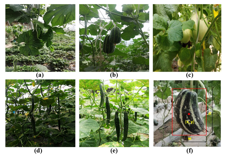 基于改進的YOLO系列算法的溫室葫蘆科果實實時檢測