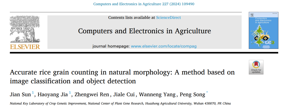 華中農(nóng)業(yè)大學(xué)宋鵬副教授團(tuán)隊(duì)：自然形態(tài)稻粒精確計(jì)數(shù)：一種基于圖像分類和物體檢測(cè)的方法