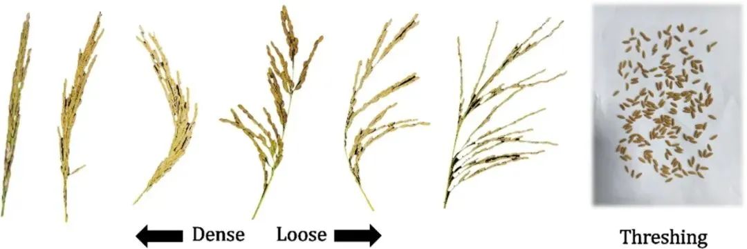 華中農(nóng)業(yè)大學(xué)宋鵬副教授團(tuán)隊(duì)：自然形態(tài)稻粒精確計(jì)數(shù)：一種基于圖像分類和物體檢測(cè)的方法